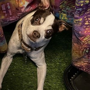 PETS. PETS …PETS……PETS. PETS …PETS…….. PETS. PETS …PETS……. PETS. PETS …PETS……